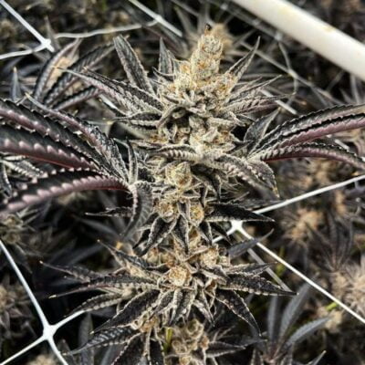 EXOTIC_GENETIX_FRITTER_GLITTER_FLOWER_1_LUSCIOUS_GENETICS
