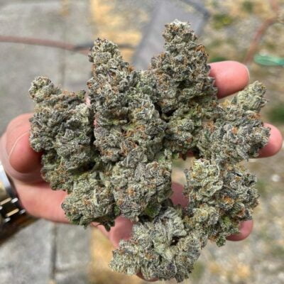 EXOTIC_GENETIX_GARY_POPPINS_FLOWER_1_LUSCIOUS_GENETICS