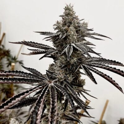 EXOTIC_GENETIX_LUSTY_LADY_FLOWER_1_LUSCIOUS_GENETICS
