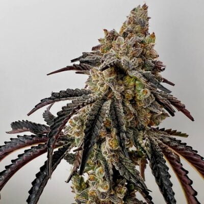 EXOTIC_GENETIX_QUIKZ_FLOWER_1_LUSCIOUS_GENETICS