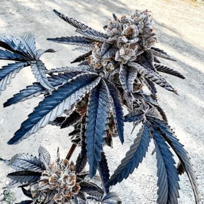 EXOTIC_GENETIX_SPLITZ_FLOWER_1_LUSCIOUS_GENETICS