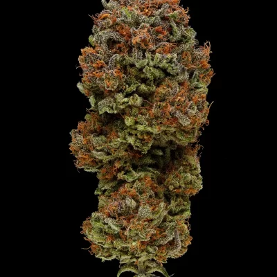 HUMBOLDT_SEED_COMPANY_BLUEBERRY_MUFFIN_FLOWER_1_LUSCIOUS_GENETICS