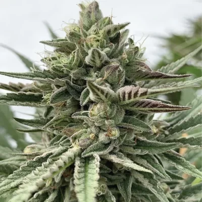 HUMBOLDT_SEED_COMPANY_HUMBOLDT_POUND_CAKE_FLOWER_1_LUSCIOUS_GENETICS