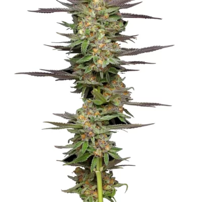 HUMBOLDT_SEED_COMPANY_MINT_JELLY_AUTO_FLOWER_1_LUSCIOUS_GENETICS