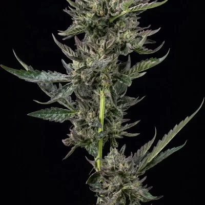 HUMBOLDT_SEED_COMPANY_NOTORIOUS_THC_FLOWER_1_LUSCIOUS_GENETICS