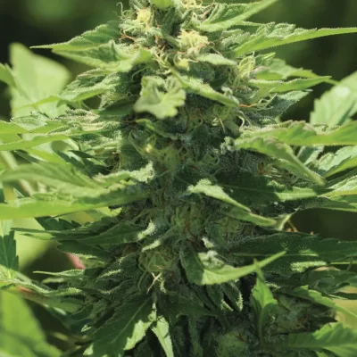 HUMBOLDT_SEED_COMPANY_TRAINWRECK_FLOWER_1_LUSCIOUS_GENETICS