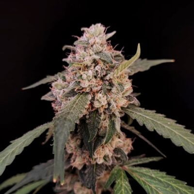 FAST_BUDS_AK_AUTO_FLOWER_3_LUSCIOUS_GENETICS