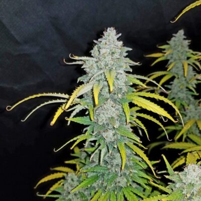 FAST_BUDS_BLUE_DREAMMATIC_AUTO_FLOWER_1_LUSCIOUS_GENETICS