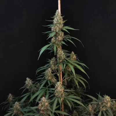 FAST_BUDS_CHEESE_AUTO_FLOWER_1_LUSCIOUS_GENETICS
