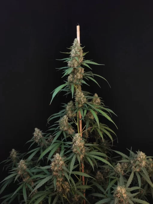 FAST_BUDS_CHEESE_AUTO_FLOWER_1_LUSCIOUS_GENETICS
