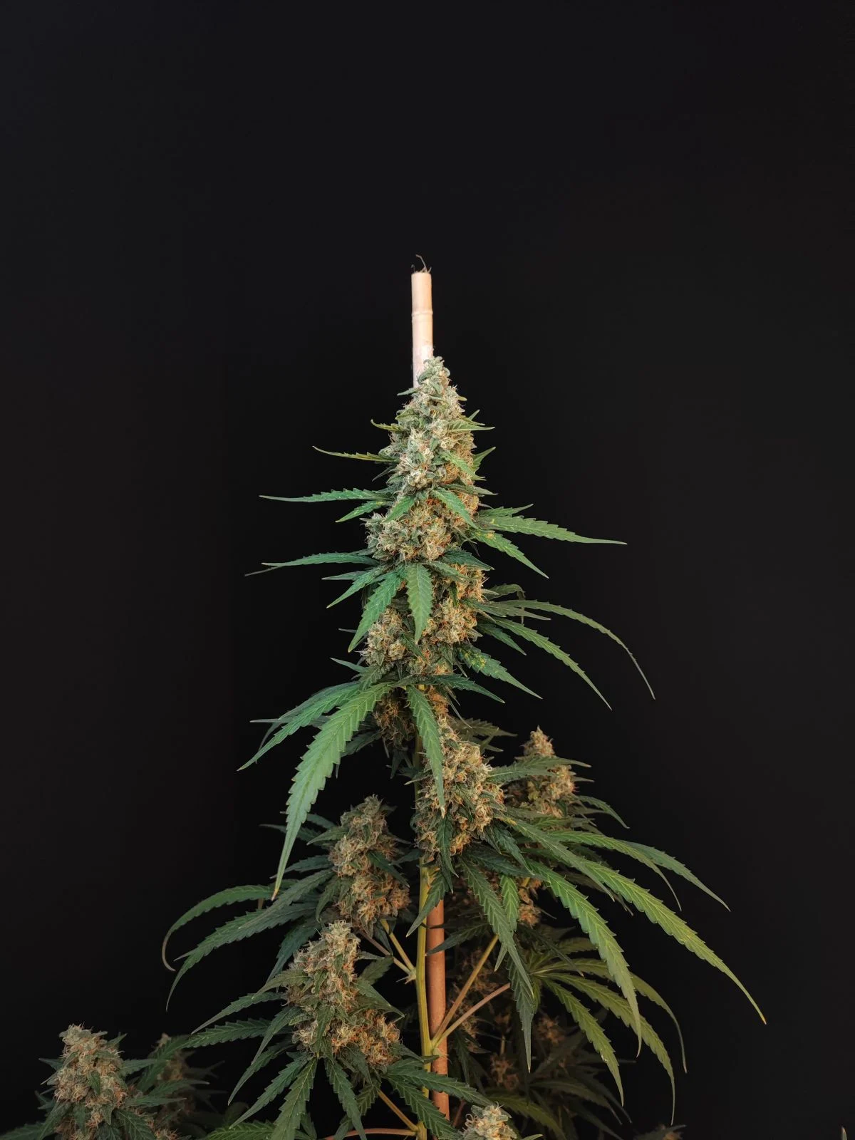 FAST_BUDS_CHEESE_AUTO_FLOWER_2_LUSCIOUS_GENETICS
