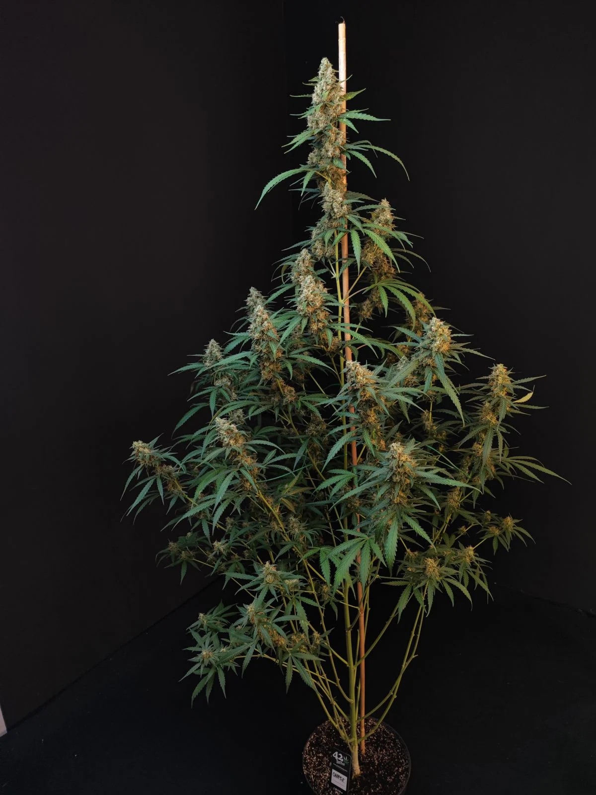 FAST_BUDS_CHEESE_AUTO_FLOWER_3_LUSCIOUS_GENETICS