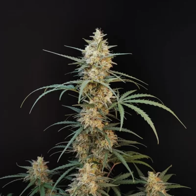 FAST_BUDS_CHEMDAWG_FLOWER_1_LUSCIOUS_GENETICS