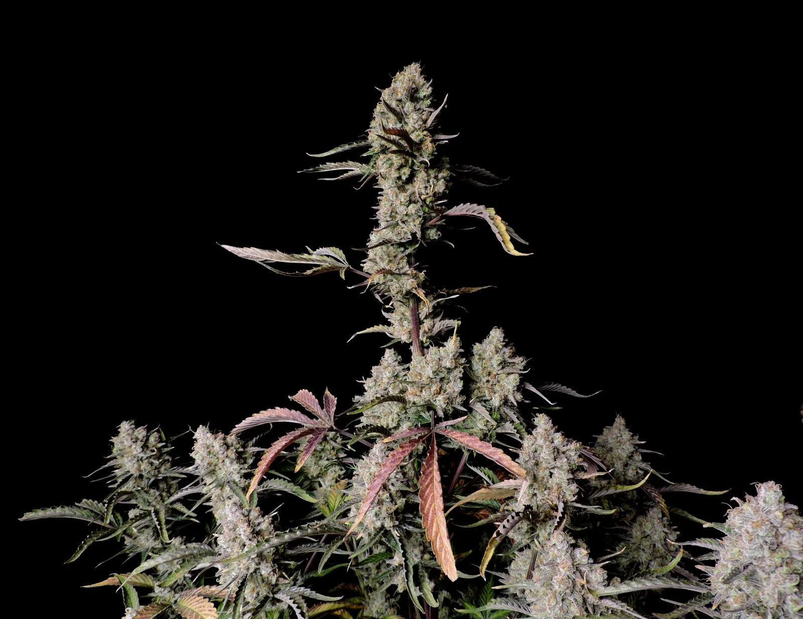 FAST_BUDS_GORILLA_ZKITTLEZ_AUTO_FLOWER_3_LUSCIOUS_GENETICS