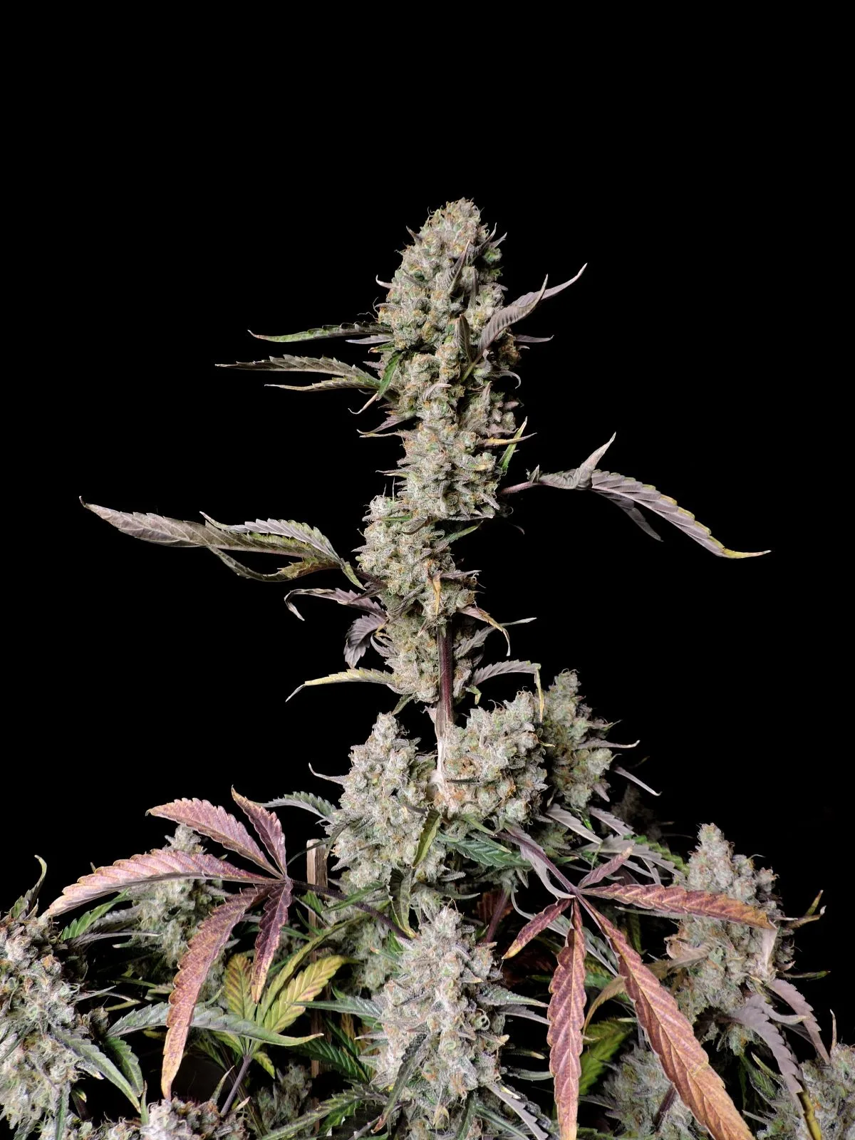 FAST_BUDS_GORILLA_ZKITTLEZ_AUTO_FLOWER_4_LUSCIOUS_GENETICS