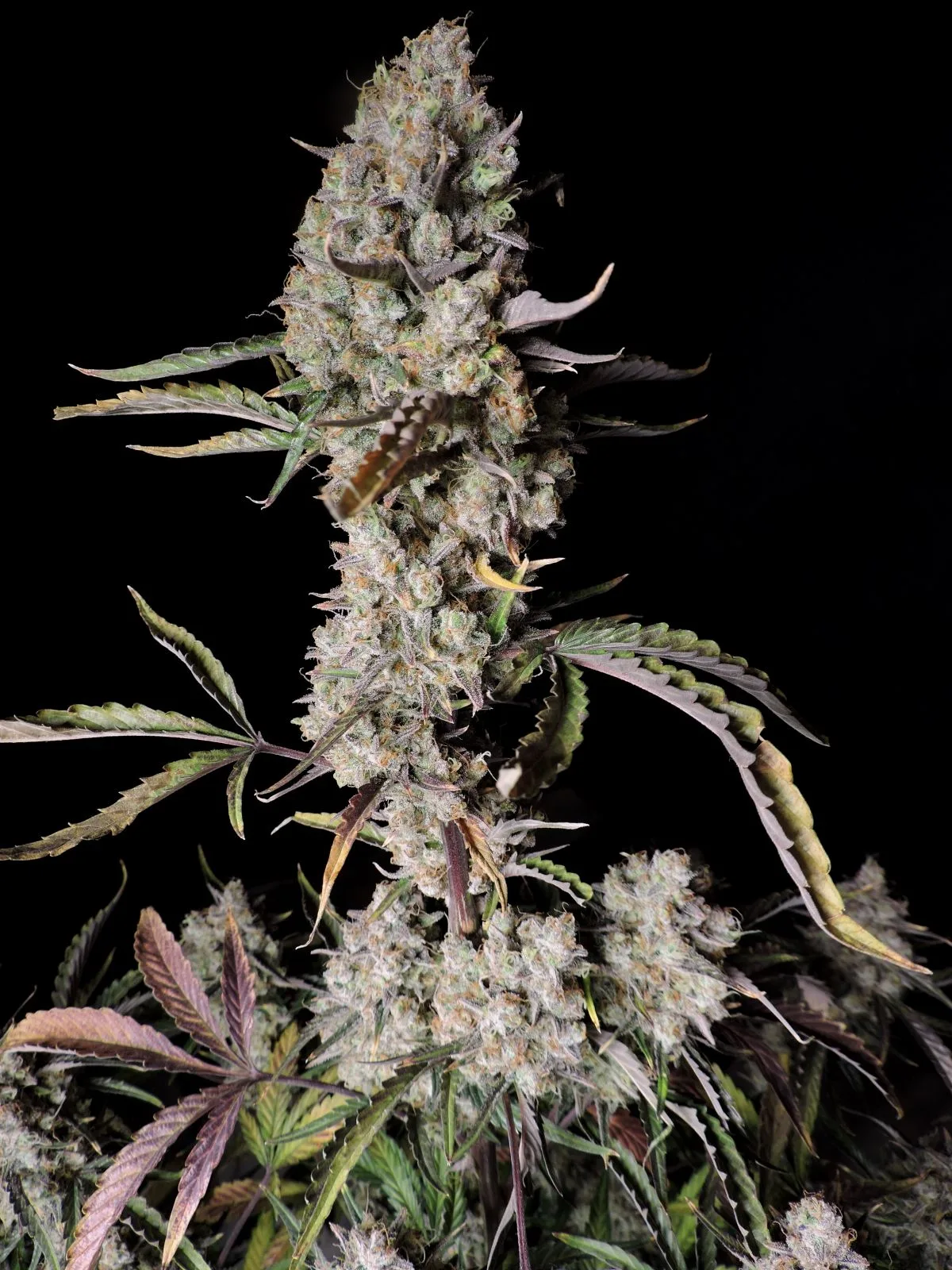 FAST_BUDS_GORILLA_ZKITTLEZ_AUTO_FLOWER_5_LUSCIOUS_GENETICS