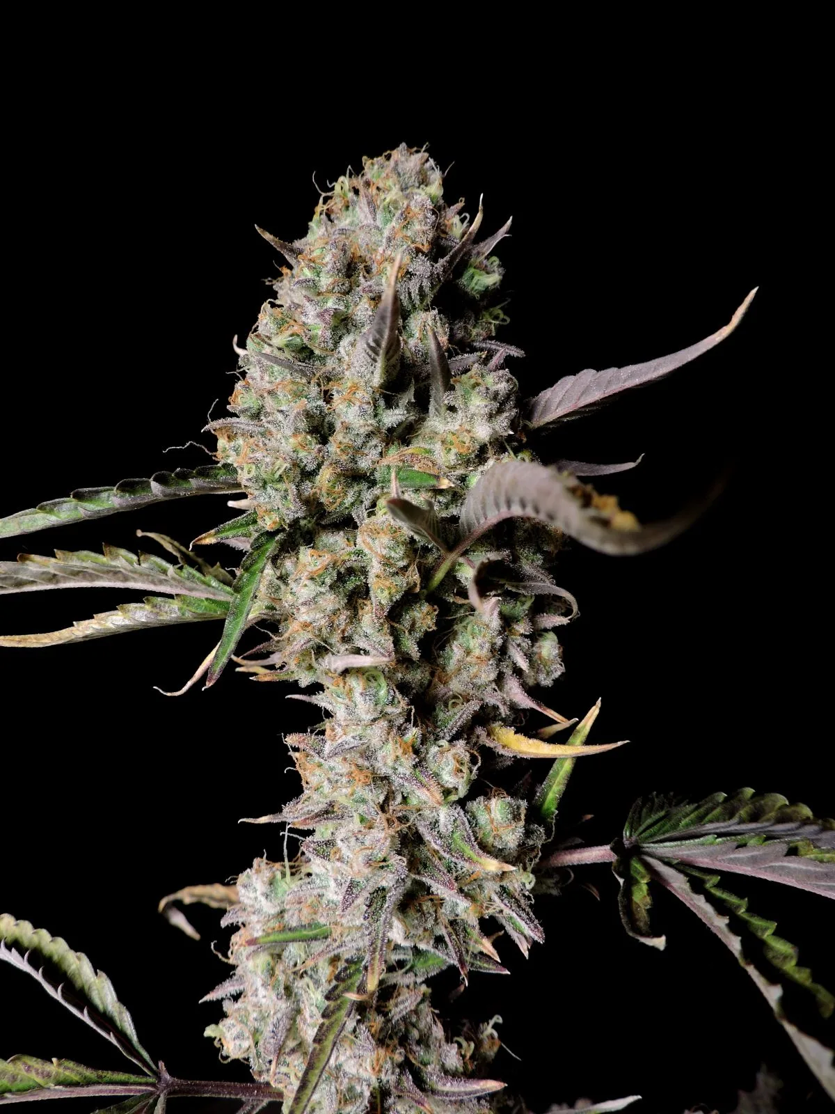 FAST_BUDS_GORILLA_ZKITTLEZ_AUTO_FLOWER_6_LUSCIOUS_GENETICS