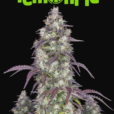 FAST_BUDS_LEMON_PIE_AUTO_FLOWER_1_LUSCIOUS_GENETICS