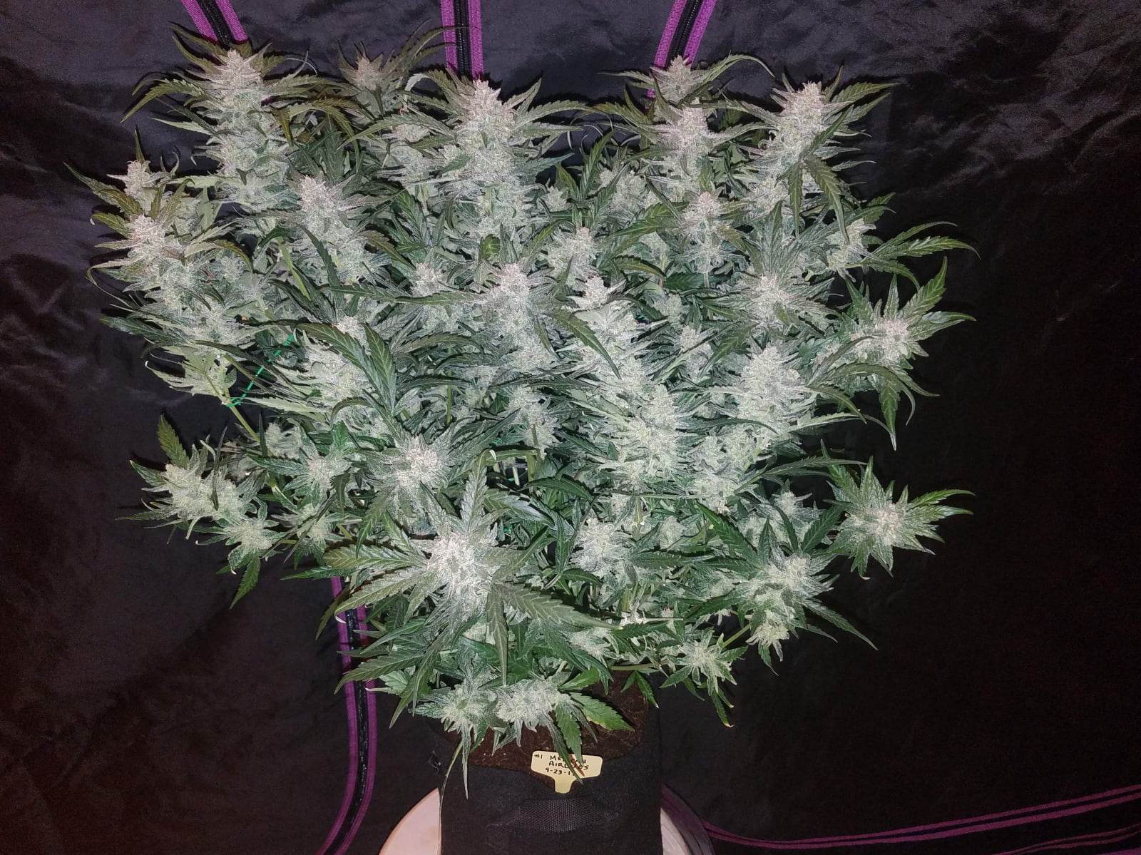 FAST_BUDS_MEXICAN_AIRLINES_FLOWER_2_LUSCIOUS_GENETICS