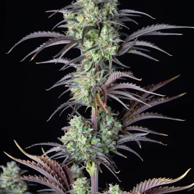 FAST_BUDS_MIMOSA_CAKE_AUTO_FLOWER_1_LUSCIOUS_GENETICS