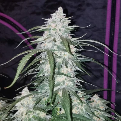 FAST_BUDS_PINEAPPLE_EXPRESS_AUTO_FLOWER_1_LUSCIOUS_GENETICS