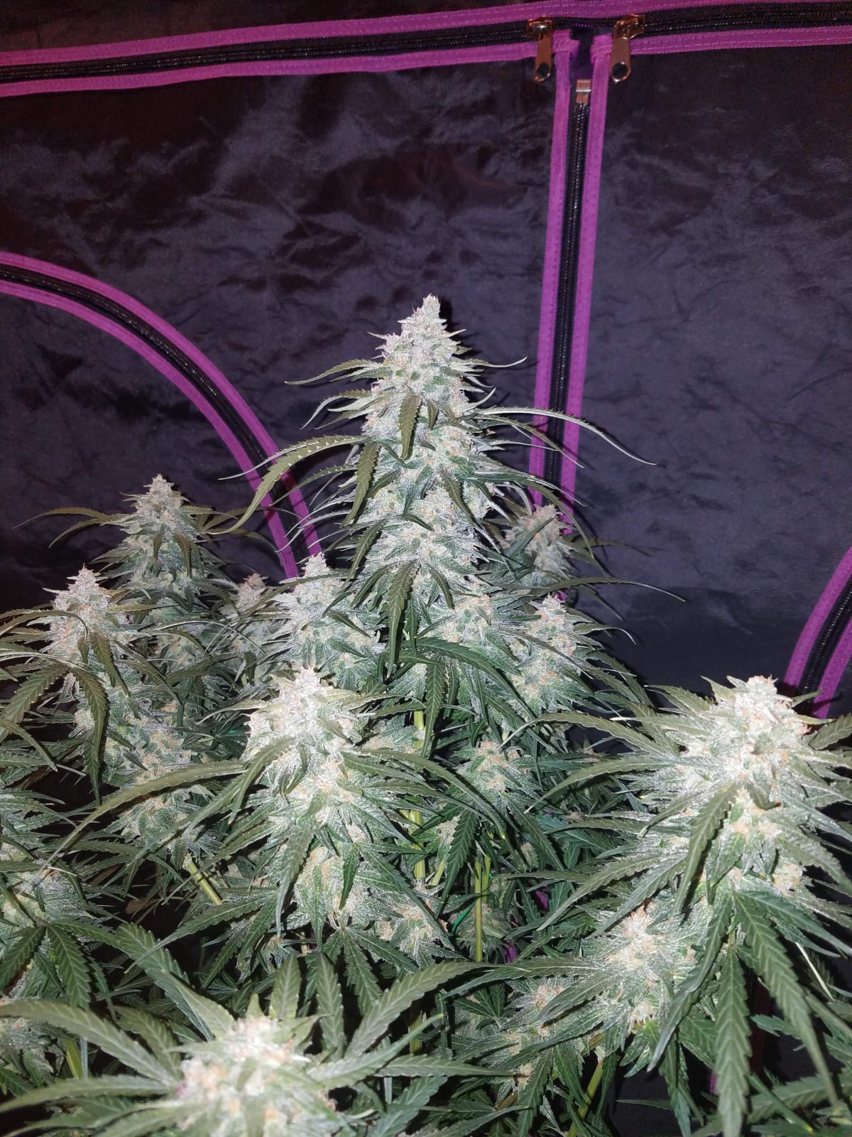 FAST_BUDS_PINEAPPLE_EXPRESS_AUTO_FLOWER_3_LUSCIOUS_GENETICS