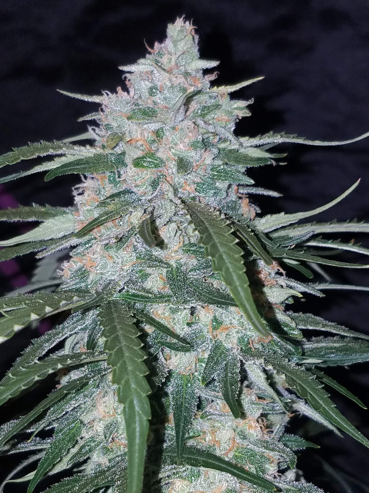 FAST_BUDS_PINEAPPLE_EXPRESS_AUTO_FLOWER_4_LUSCIOUS_GENETICS