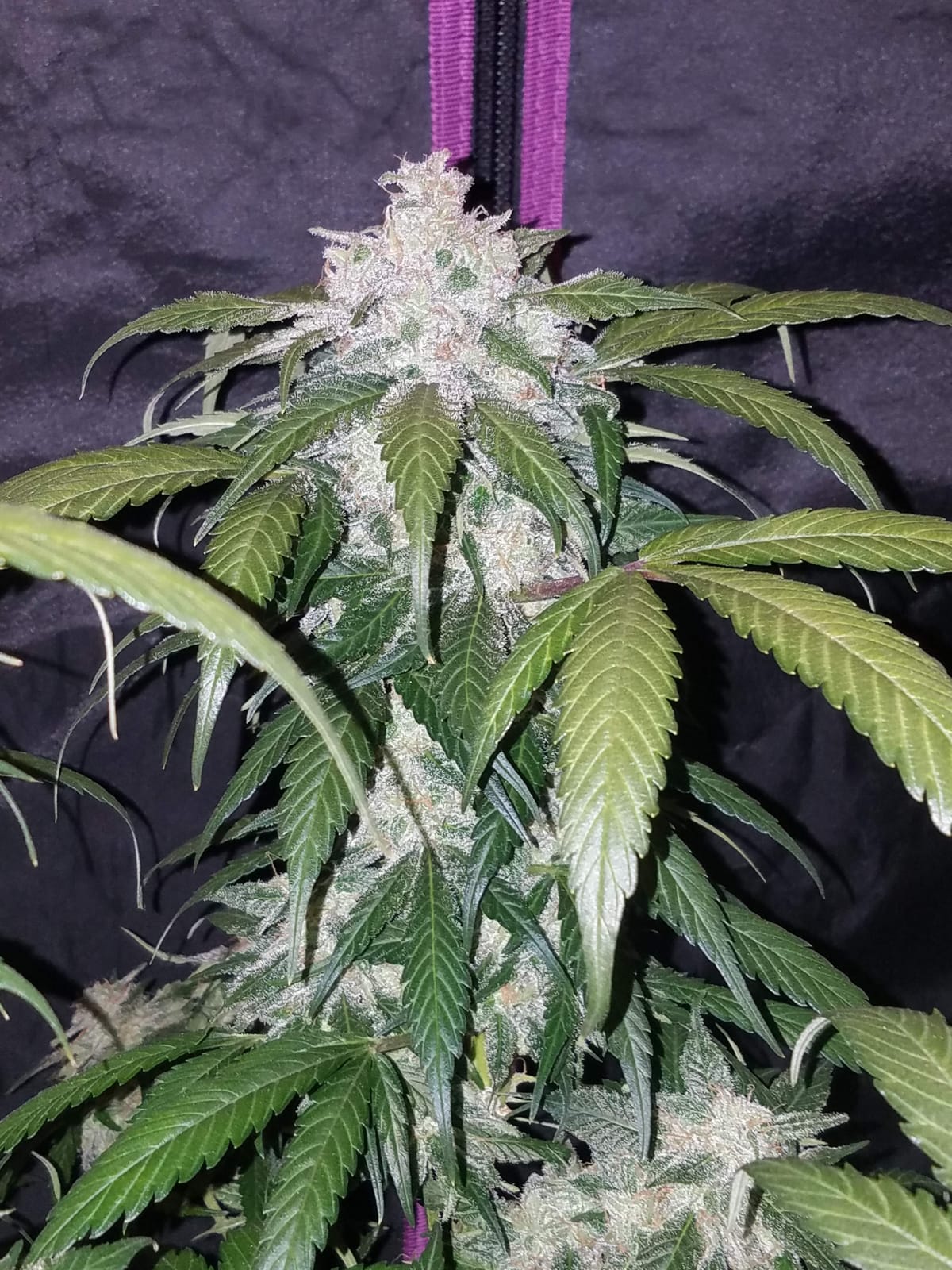 FAST_BUDS_PINEAPPLE_EXPRESS_AUTO_FLOWER_5_LUSCIOUS_GENETICS