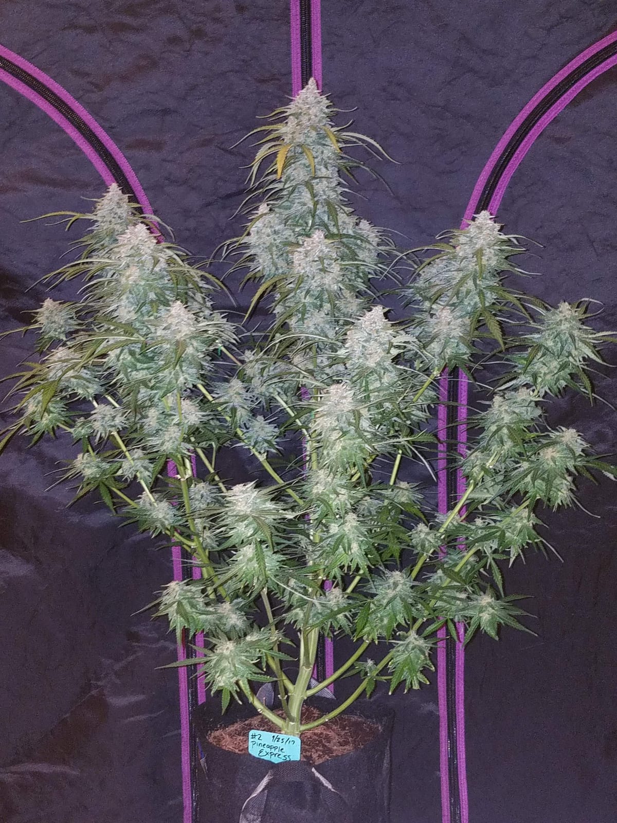 FAST_BUDS_PINEAPPLE_EXPRESS_AUTO_FLOWER_6_LUSCIOUS_GENETICS