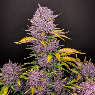 FAST_BUDS_PURPLE_LEMONADE_AUTO_FLOWER_1_LUSCIOUS_GENETICS