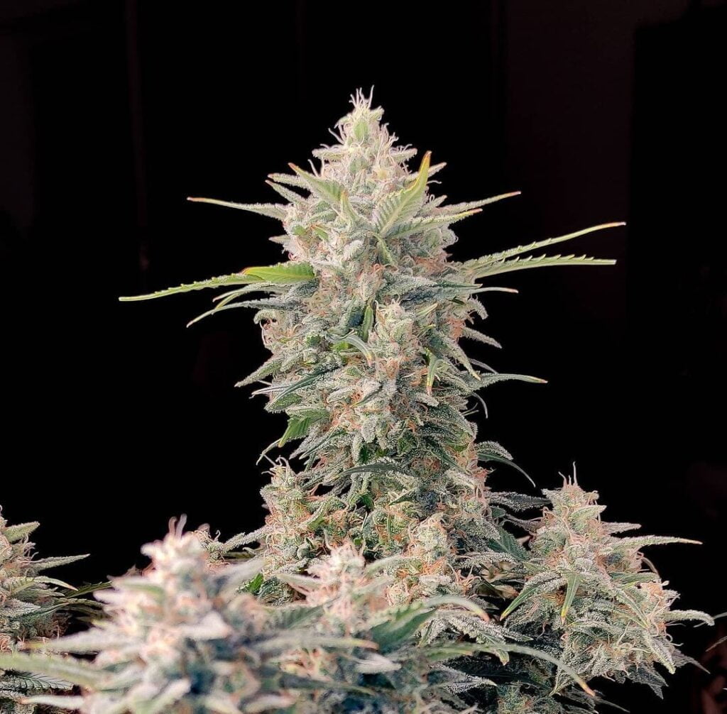 Fast Buds Skunk Auto Luscious Genetics