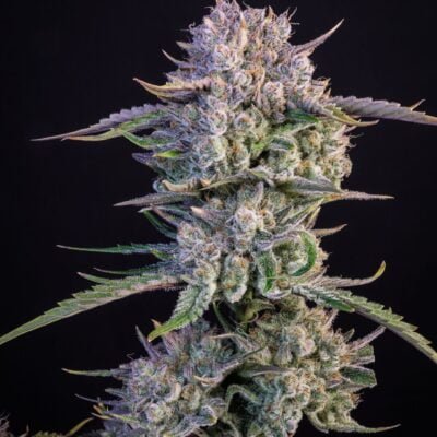 FAST_BUDS_STRAWBERRY_GORILLA_AUTO_FLOWER_1_LUSCIOUS_GENETICS