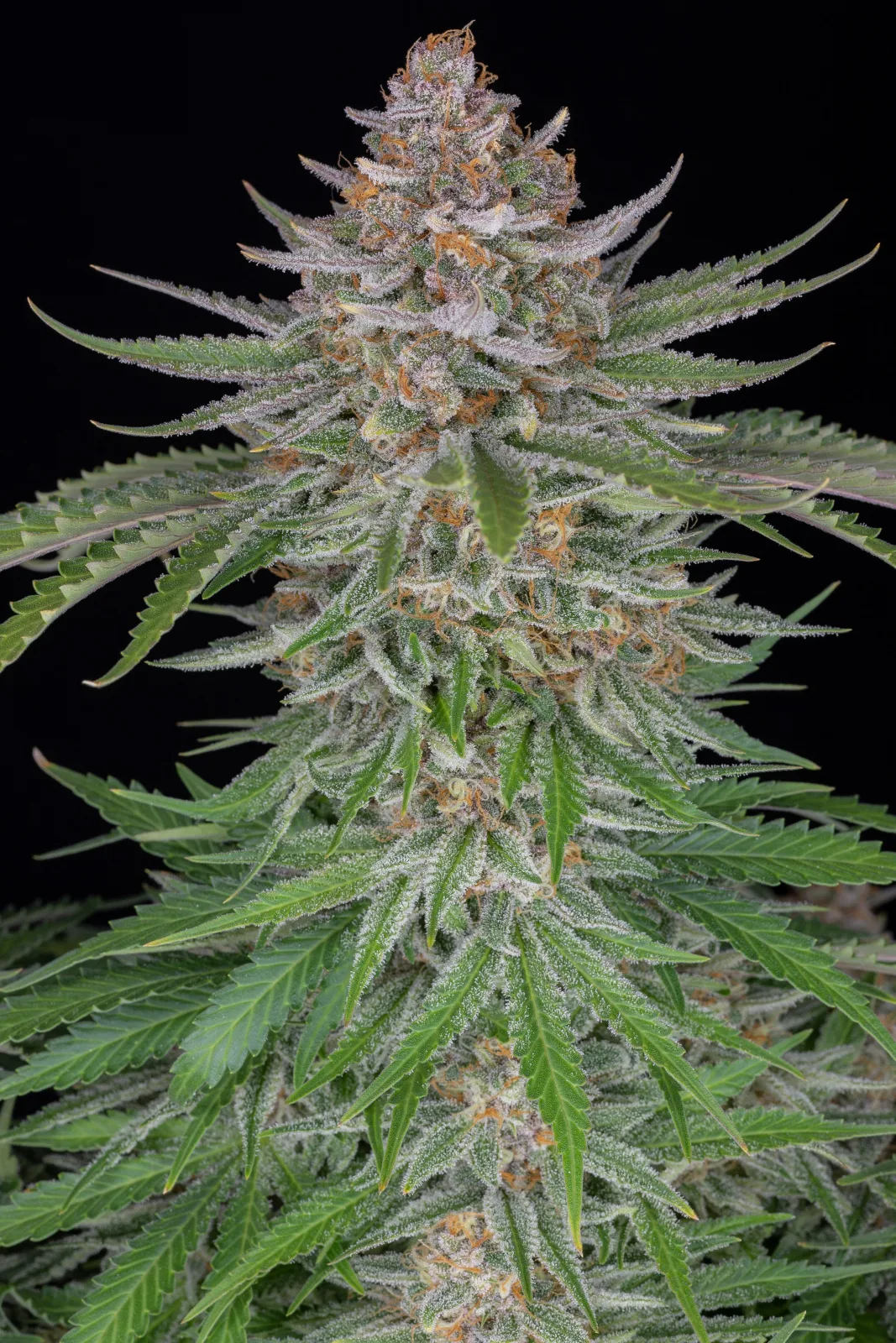 FAST_BUDS_STRAWBERRY_PIE_AUTO_FLOWER_4_LUSCIOUS_GENETICS