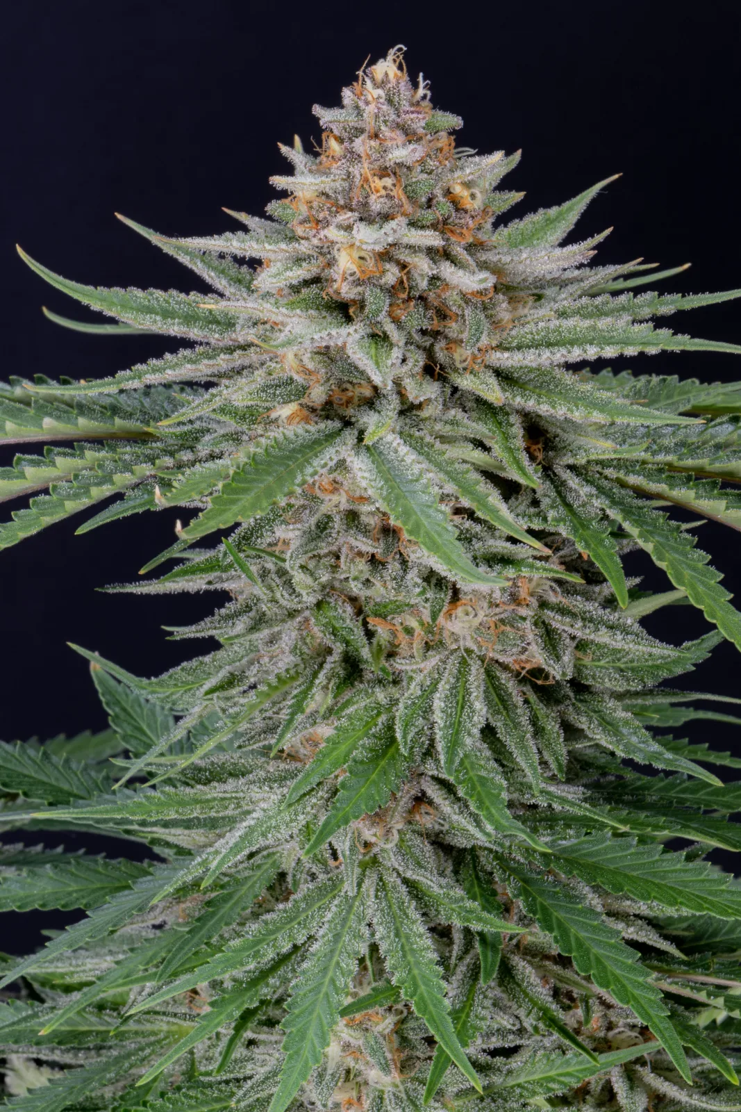 FAST_BUDS_STRAWBERRY_PIE_AUTO_FLOWER_5_LUSCIOUS_GENETICS