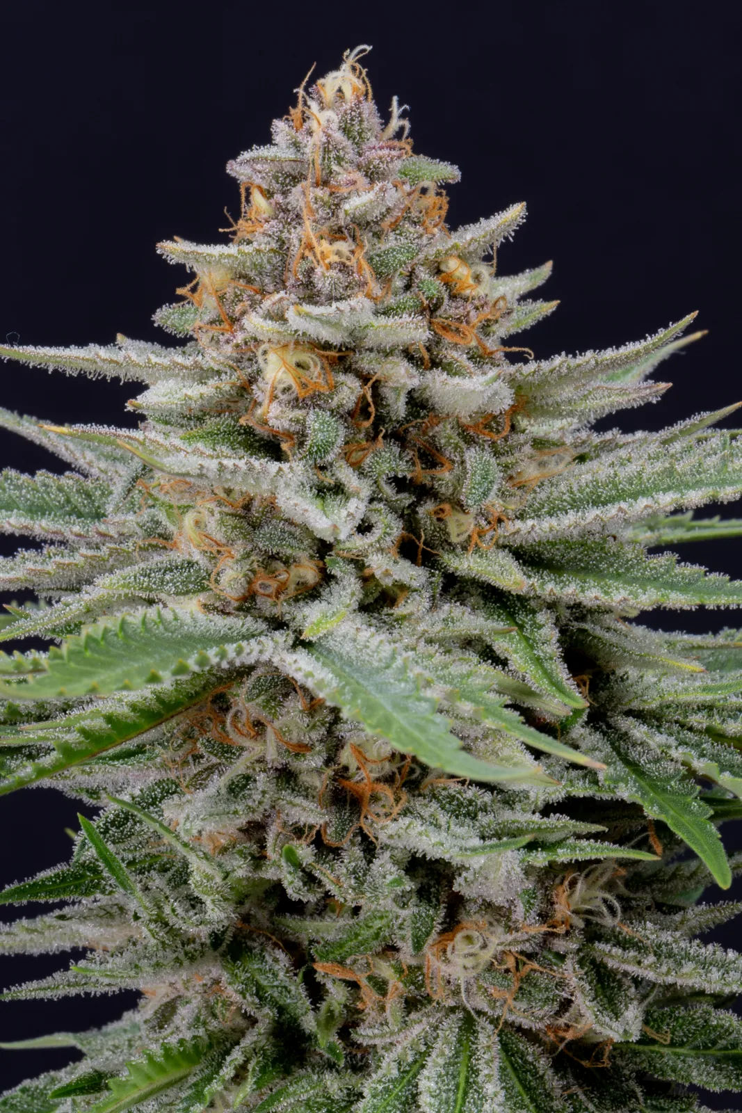 FAST_BUDS_STRAWBERRY_PIE_AUTO_FLOWER_6_LUSCIOUS_GENETICS