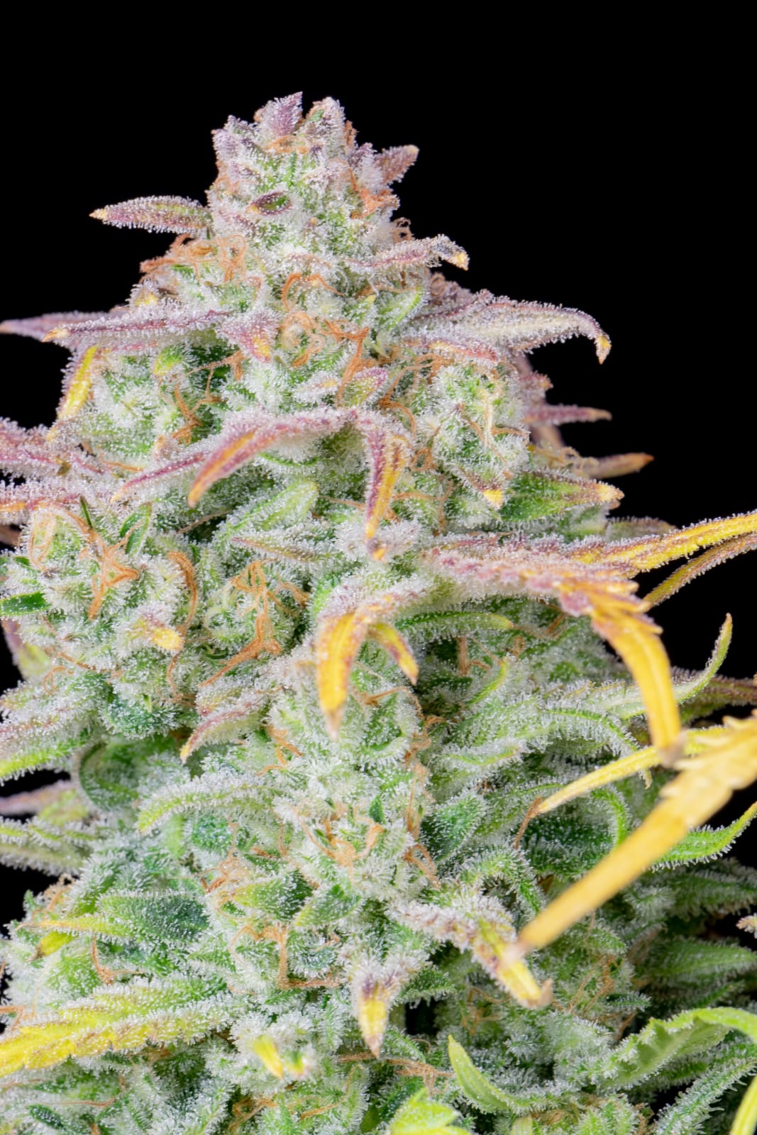 FAST_BUDS_TRAINWRECK_AUTO_FLOWER_3_LUSCIOUS_GENETICS