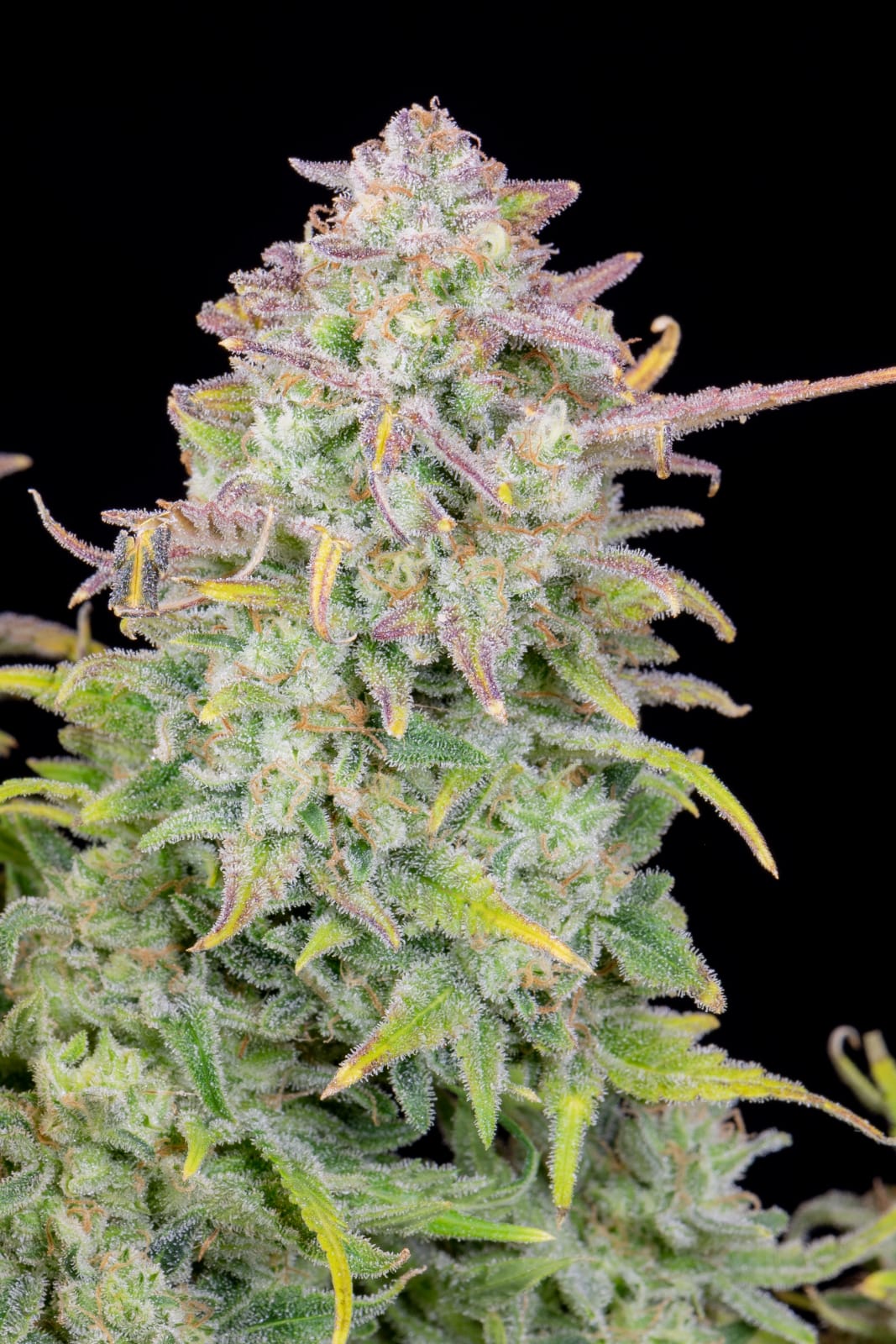 FAST_BUDS_TRAINWRECK_AUTO_FLOWER_4_LUSCIOUS_GENETICS