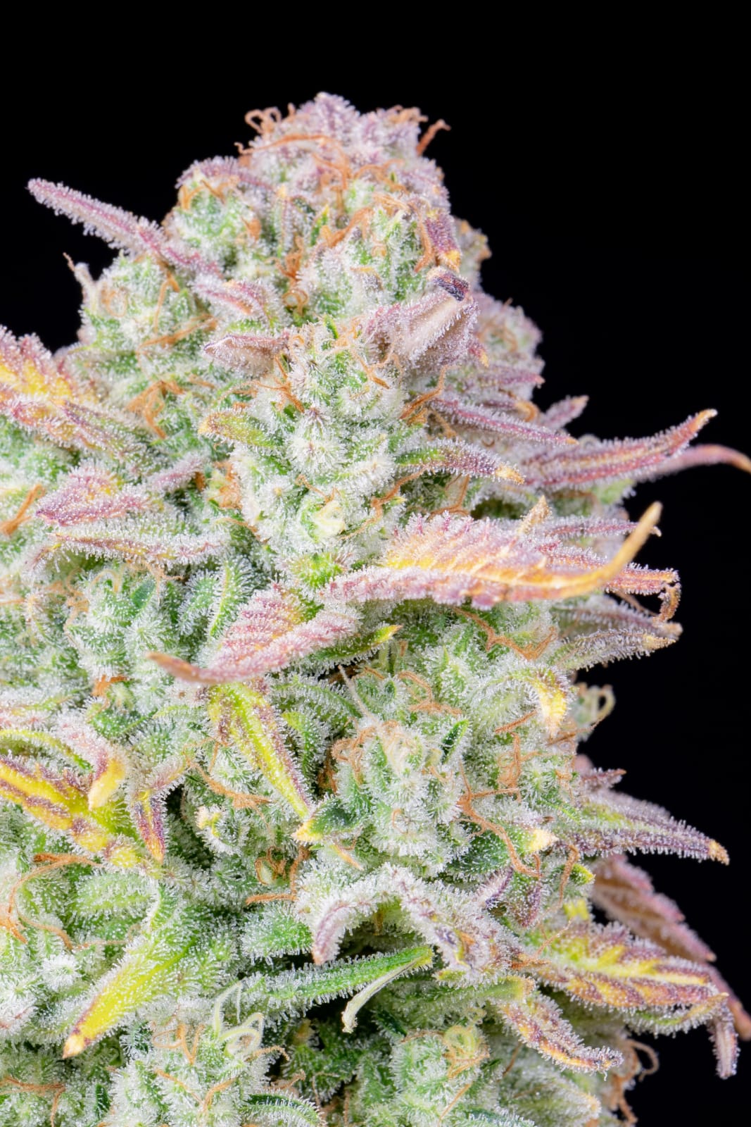 FAST_BUDS_TRAINWRECK_AUTO_FLOWER_5_LUSCIOUS_GENETICS