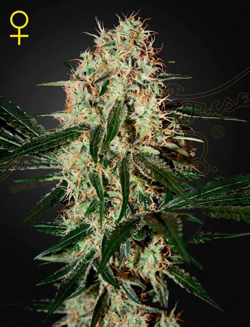 Green House Seed Co. Arjan's Haze 3 (F) Luscious