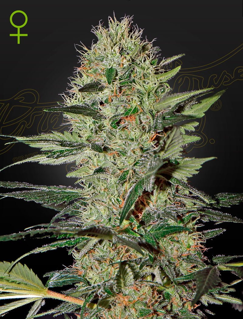 GREEN_HOUSE_SEED_CO_EXODUS_CHEESE_AUTO_FLOWER_1_LUSCIOUS_GENETICS