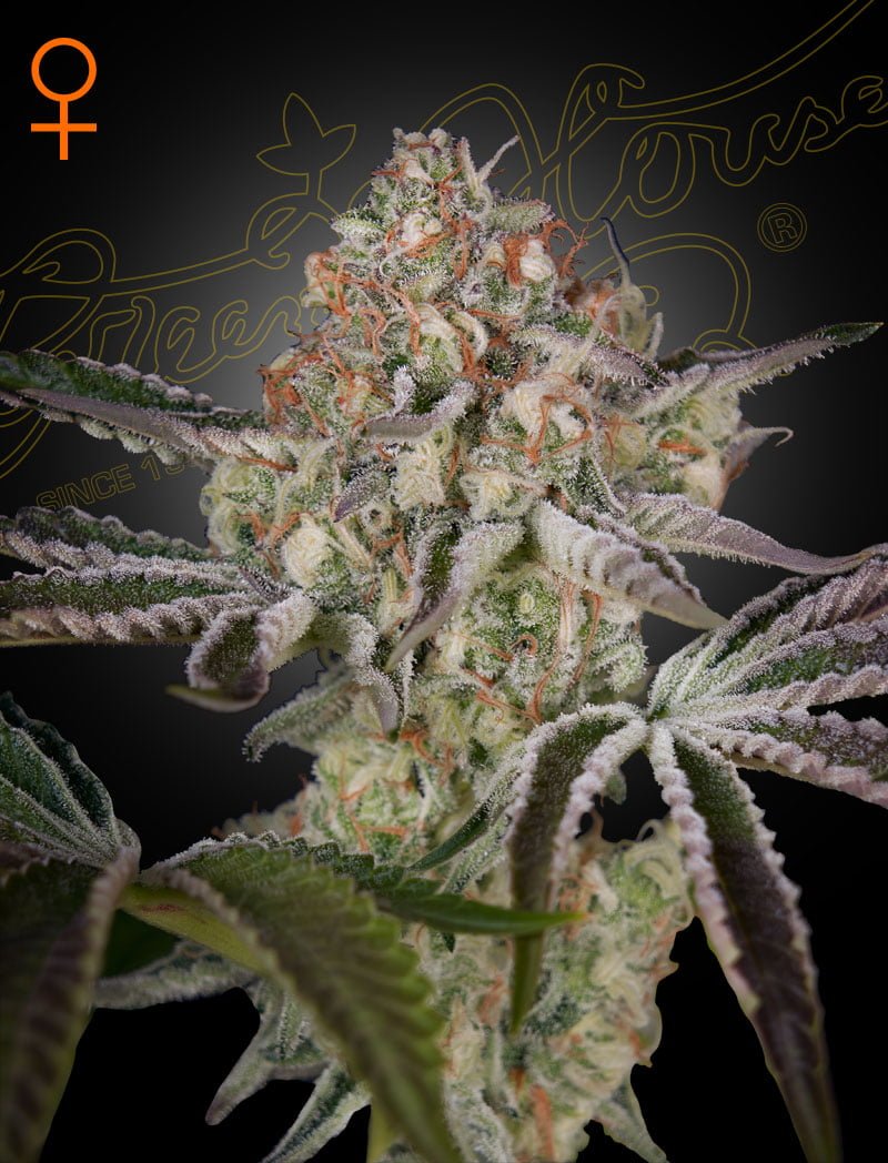 GREEN_HOUSE_SEED_CO_GREAT_WHITE_SHARK_FEM_FLOWER_1_LUSCIOUS_GENETICS