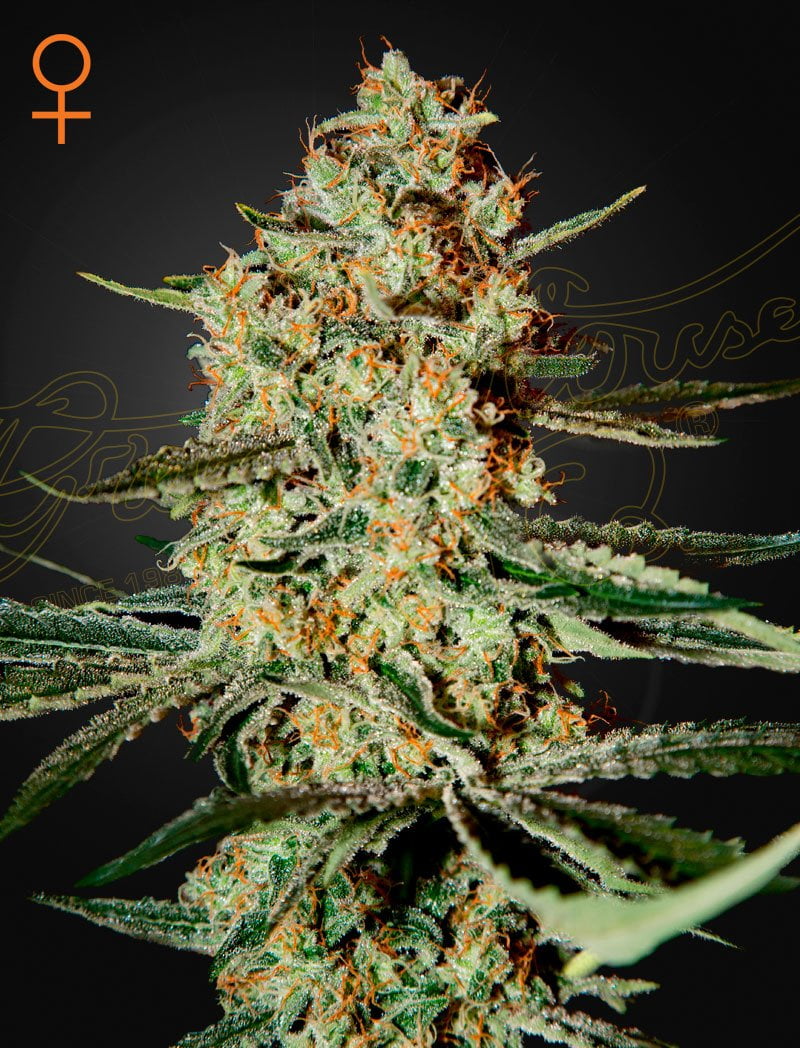 GREEN_HOUSE_SEED_CO_HIMALAYA_GOLD_FEM_FLOWER_1_LUSCIOUS_GENETICS