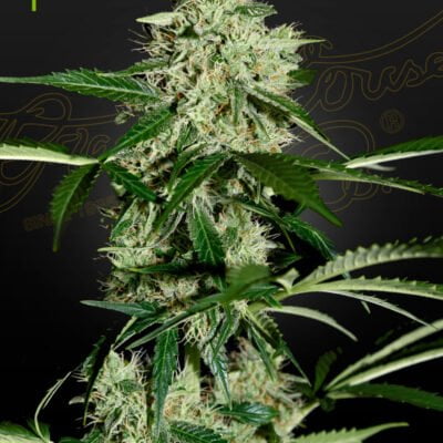 GREEN_HOUSE_SEED_CO_NORTHERN_LIGHTS_AUTO_FLOWER_1_LUSCIOUS_GENETICS