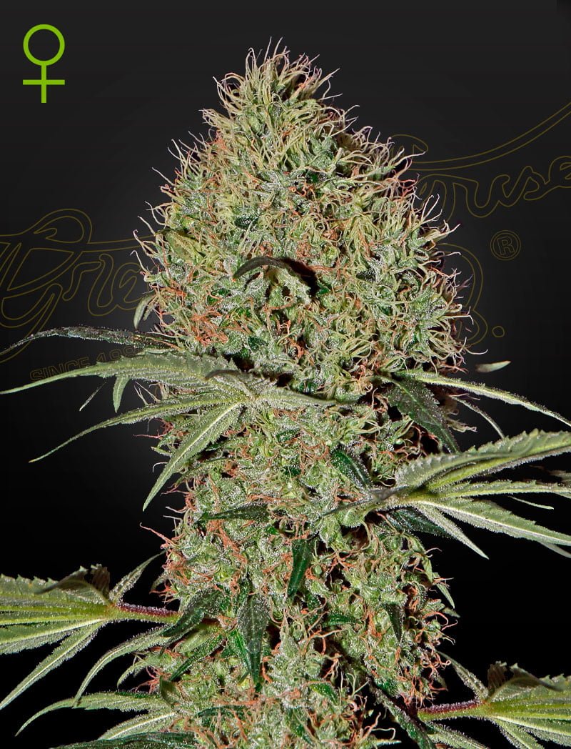 GREEN_HOUSE_SEED_CO_SUPER_BUD_AUTO_FLOWER_1_LUSCIOUS_GENETICS
