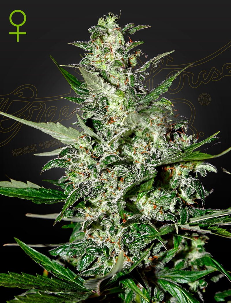 GREEN_HOUSE_SEED_CO_SUPER_CRITICAL_AUTO_FLOWER_1_LUSCIOUS_GENETICS