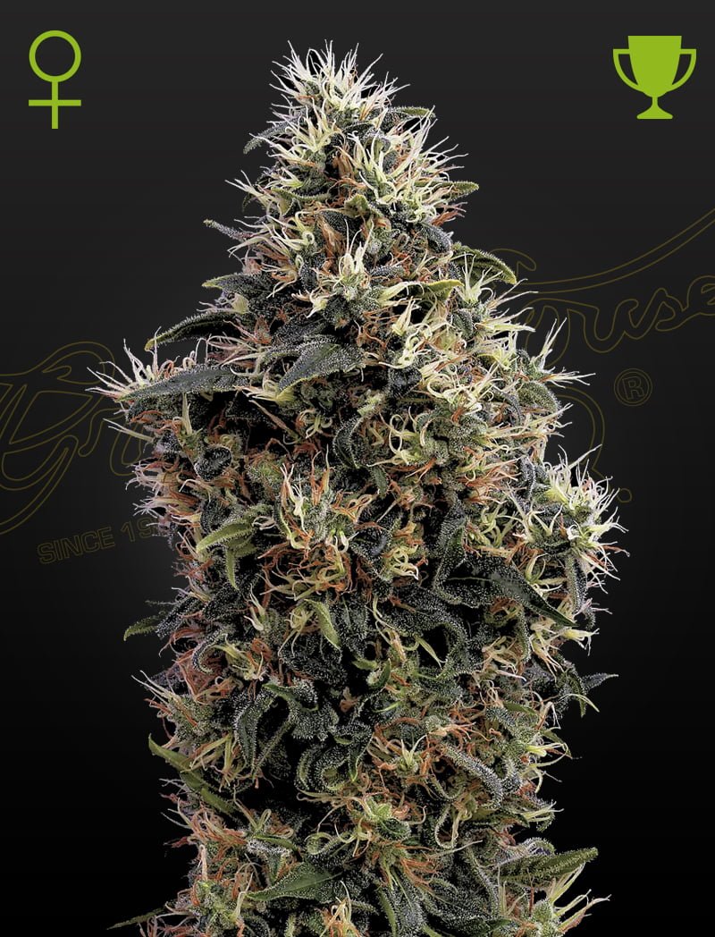 GREEN_HOUSE_SEED_CO_SWEET_MANGO_AUTO_FLOWER_1_LUSCIOUS_GENETICS
