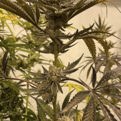 IN_HOUSE_GENETICS_GLAZED_PASTRIES_FLOWER_1_LUSCIOUS_GENETICS