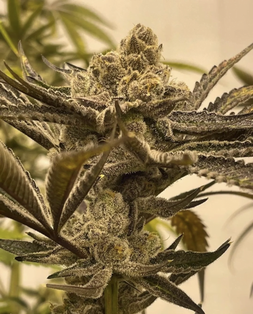 In House Glazed Pastries (F) Luscious