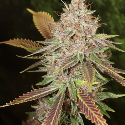 MASS_MEDICAL_STRAINS_SUPER_SILVER_PUPIL_FLOWER_2_LUSCIOUS_GENETICS