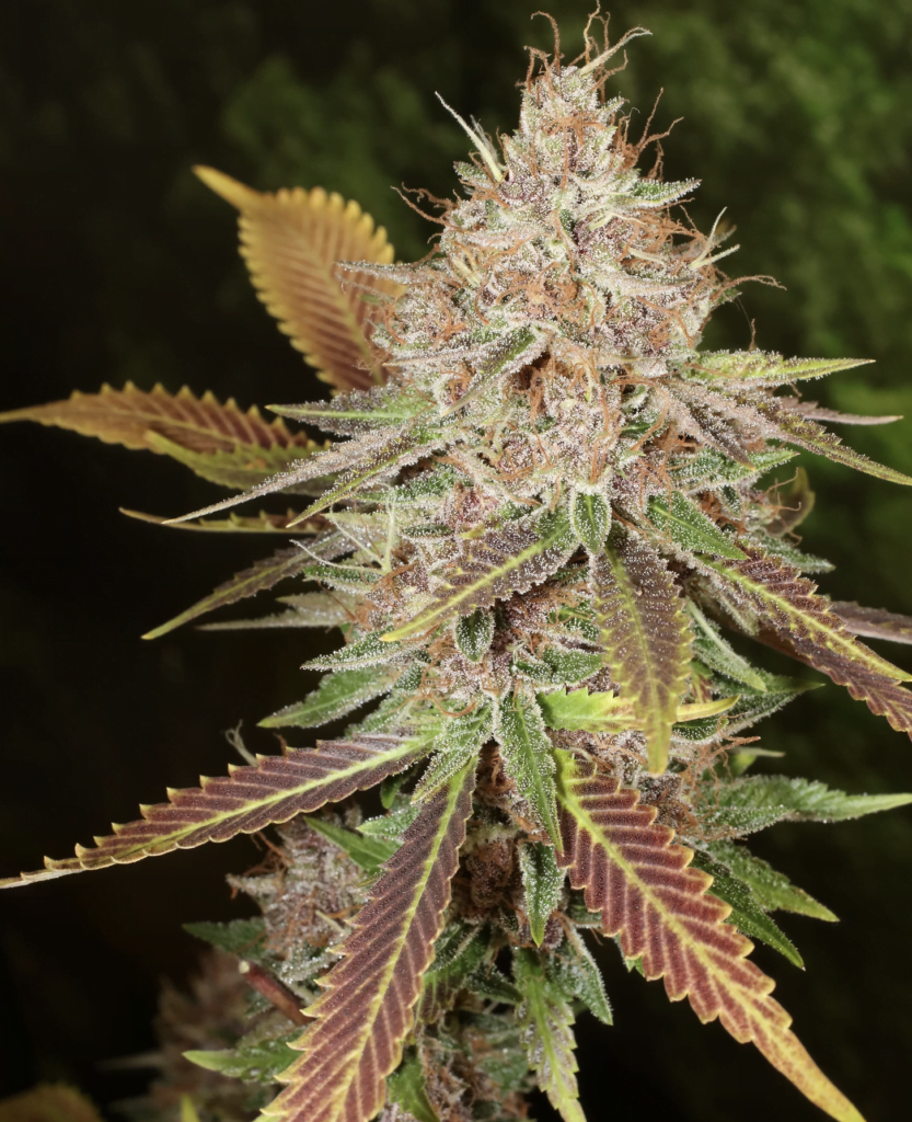 Mass Medical Strains Super Silver Pupil - Luscious Genetics
